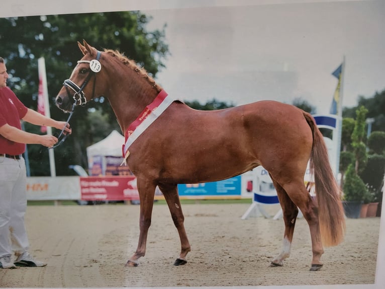 German Riding Pony Mare  Chestnut-Red in L&#xFC;dinghausen