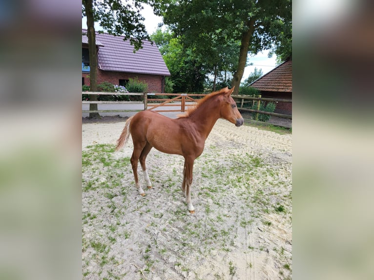 German Riding Pony Mare  Chestnut-Red in L&#xFC;dinghausen