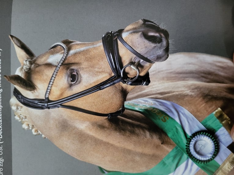 German Riding Pony Mare  Chestnut-Red in L&#xFC;dinghausen