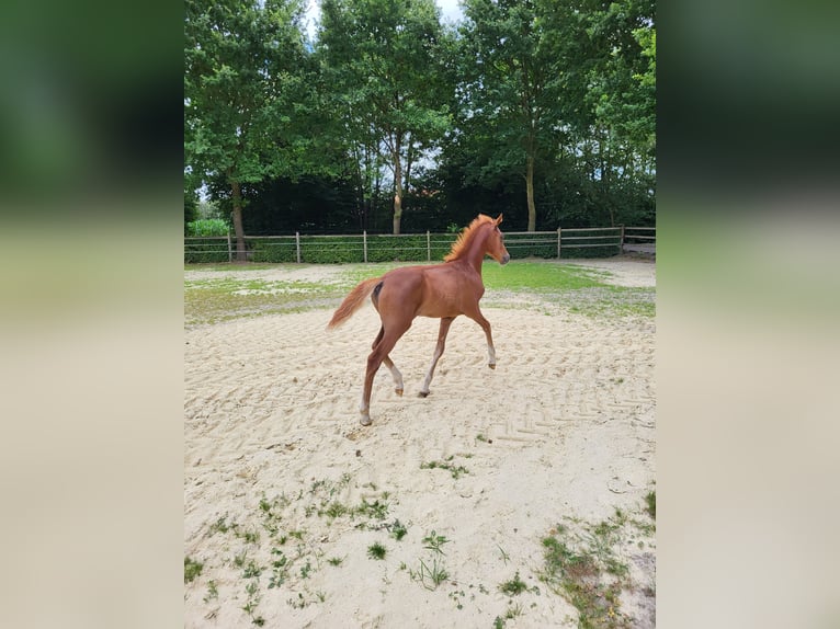 German Riding Pony Mare  Chestnut-Red in L&#xFC;dinghausen