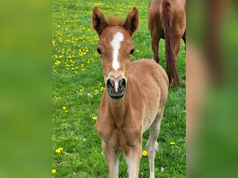 German Riding Pony Mare  Chestnut-Red in L&#xFC;dinghausen