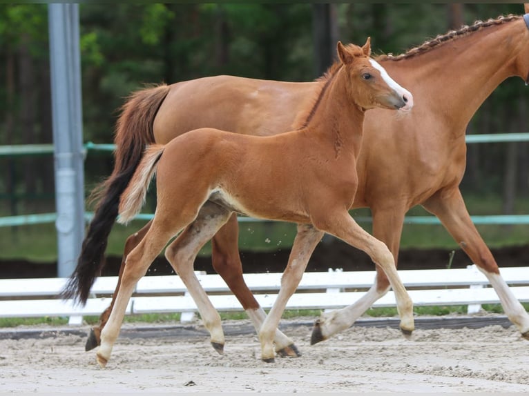 German Riding Pony Mare Foal (04/2024) Chestnut-Red in Dannenberg