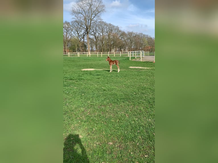 German Riding Pony Mare Foal (03/2024) Chestnut-Red in Dörpen
