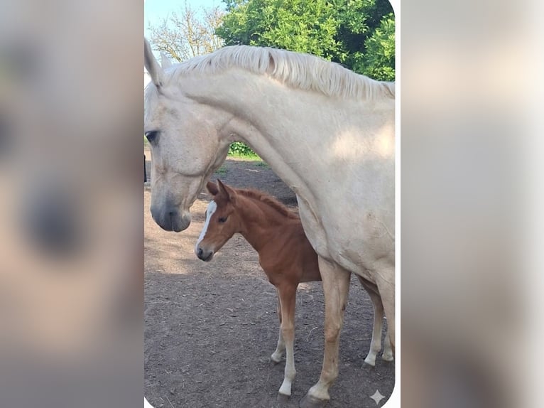German Riding Pony Mare Foal (05/2026) Chestnut-Red in Teutschenthal