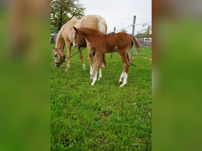German Riding Pony Mare Foal (03/2024) Chestnut-Red in Forchheim