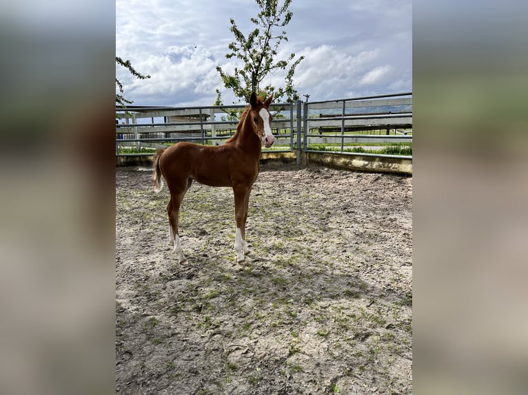 German Riding Pony Mare Foal (03/2024) Chestnut-Red in Forchheim