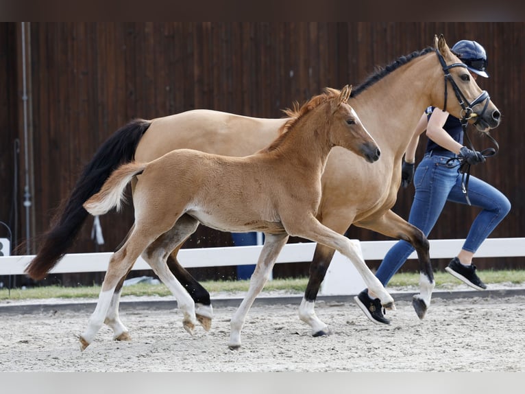 German Riding Pony Mare Foal (04/2026) Chestnut-Red in Insel Poel