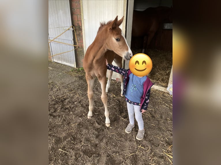 German Riding Pony Mare Foal (04/2026) Chestnut-Red in Haren