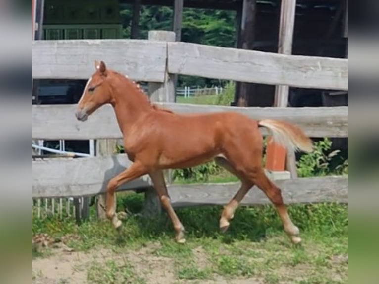 German Riding Pony Mare Foal (03/2024) Chestnut-Red in Ritterhude