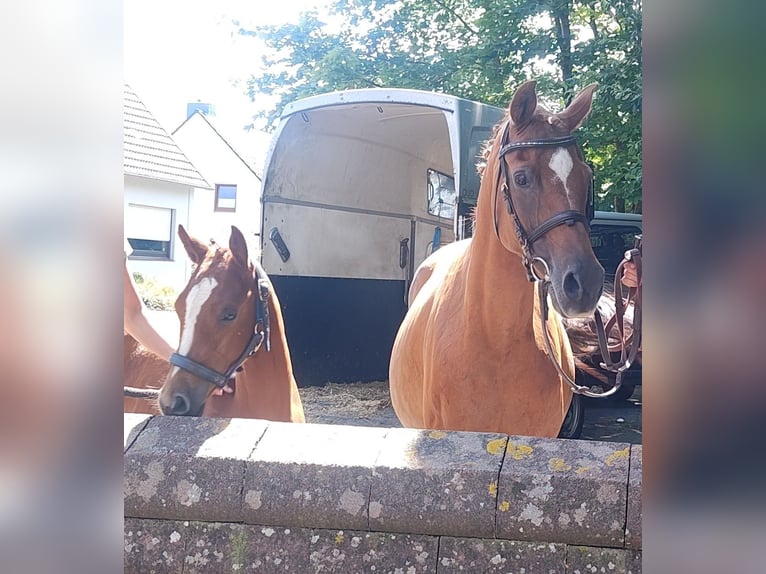 German Riding Pony Mare Foal (03/2024) Chestnut-Red in Ritterhude