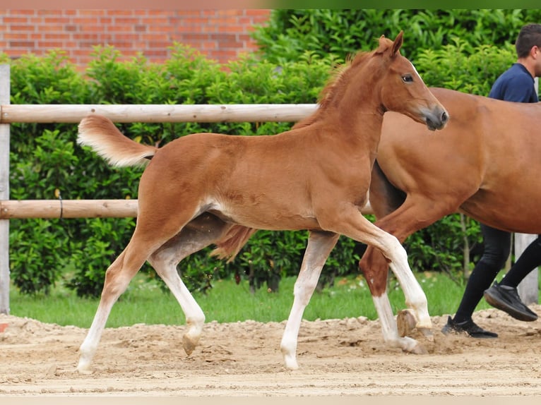 German Riding Pony Mare Foal (03/2026) Chestnut-Red in Drebber