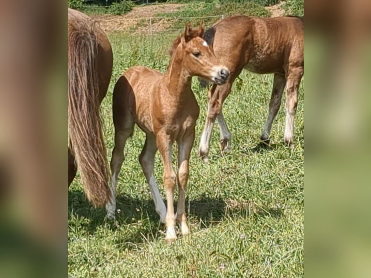 German Riding Pony Mare  Chestnut-Red in Bad K&#xF6;nig
