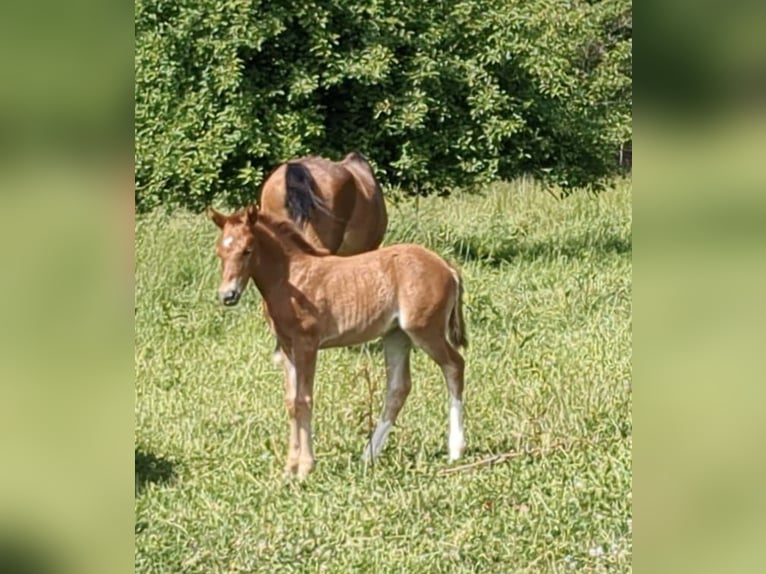 German Riding Pony Mare  Chestnut-Red in Bad K&#xF6;nig