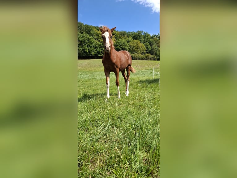 German Riding Pony Mare Foal (04/2025) Chestnut-Red in Marienfels