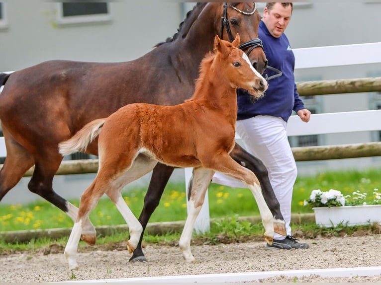 German Riding Pony Mare Foal (03/2024) Chestnut-Red in Stolberg