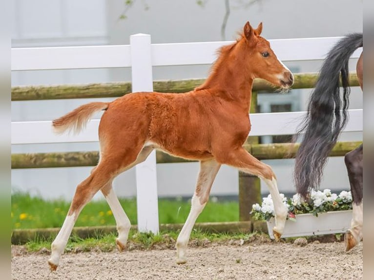 German Riding Pony Mare Foal (03/2024) Chestnut-Red in Stolberg