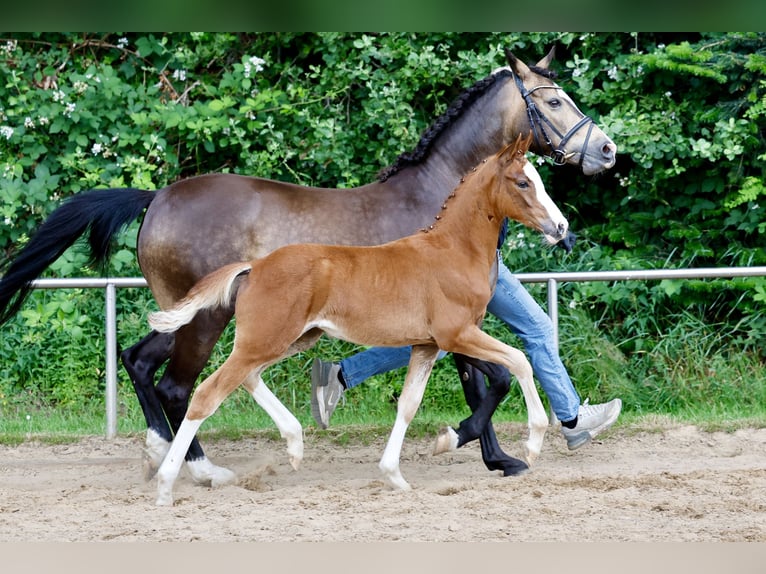German Riding Pony Mare Foal (03/2026) Chestnut-Red in Westerstede