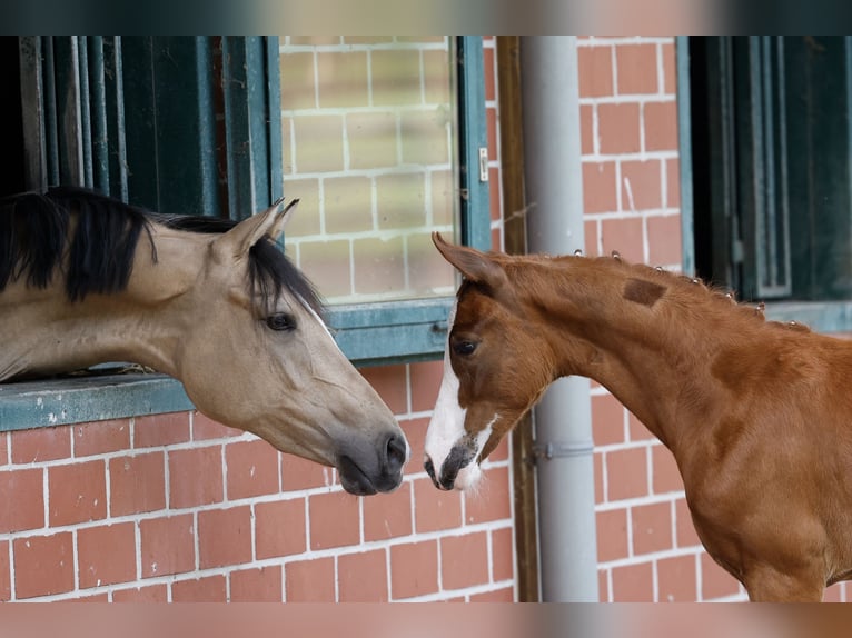 German Riding Pony Mare Foal (03/2026) Chestnut-Red in Westerstede