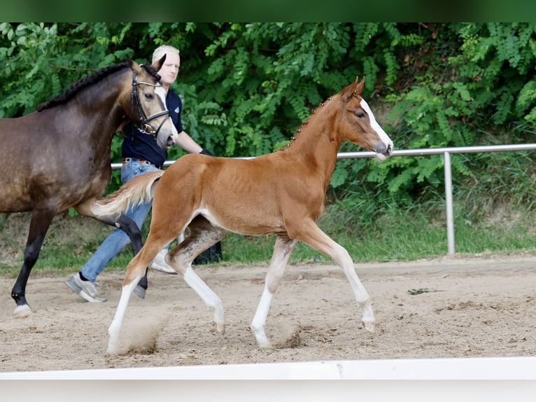 German Riding Pony Mare Foal (03/2026) Chestnut-Red in Westerstede
