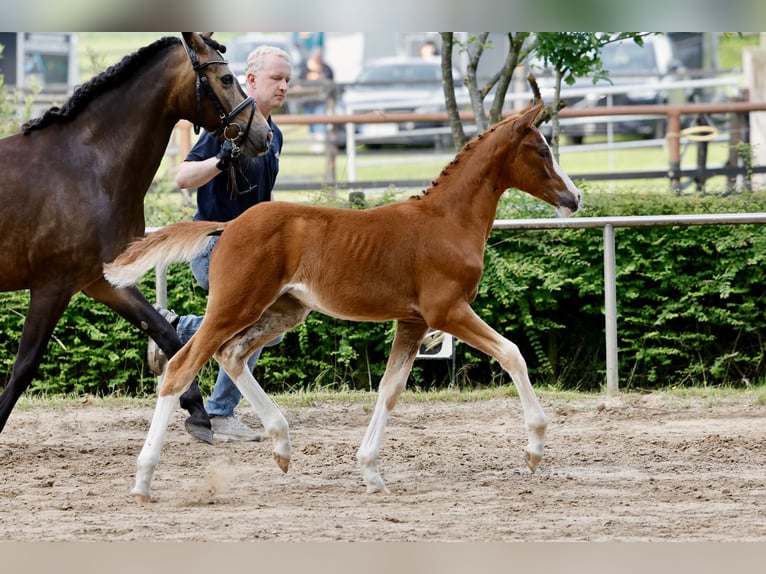 German Riding Pony Mare Foal (03/2026) Chestnut-Red in Westerstede