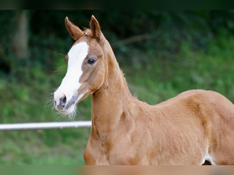 German Riding Pony Mare Foal (03/2026) Chestnut-Red in Westerstede