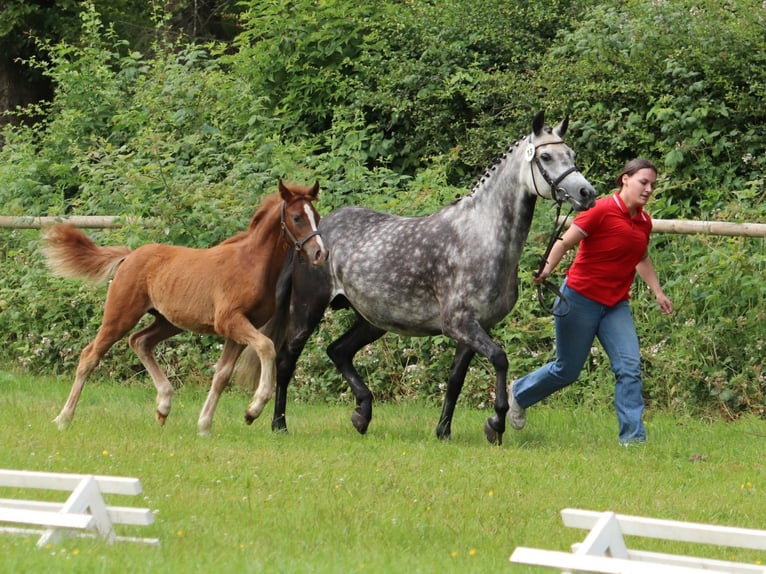 German Riding Pony Mare Foal (03/2025) Chestnut-Red in Frankenberg (Eder)