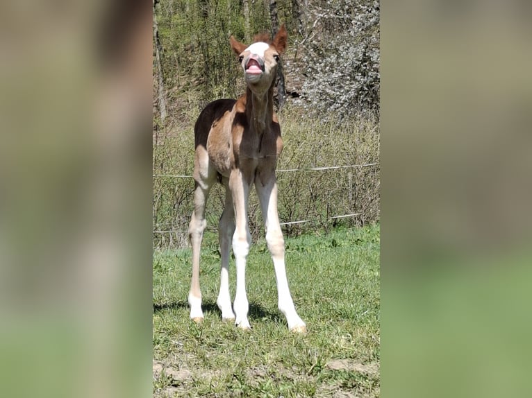 German Riding Pony Mare Foal (04/2025) Chestnut-Red in Marienfels