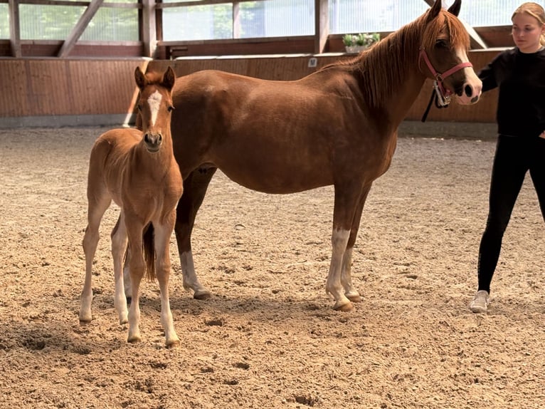 German Riding Pony Mare Foal (04/2026) Chestnut in Barver