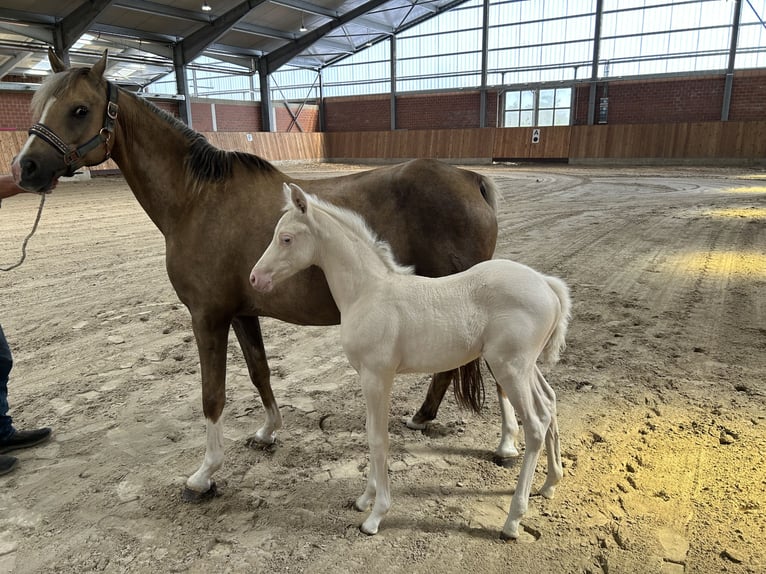 German Riding Pony Mare Foal (05/2025) Cremello in Gro&#xDF;heide