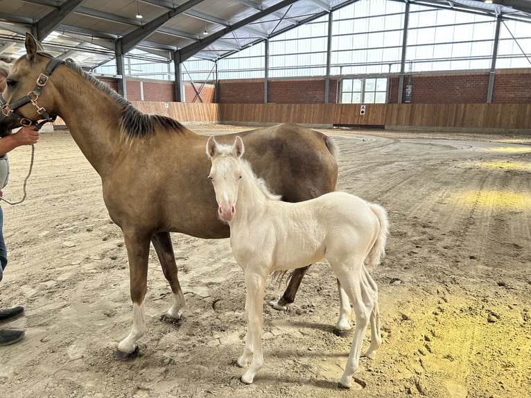 German Riding Pony Mare Foal (05/2025) Cremello in Gro&#xDF;heide