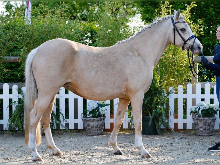 German Riding Pony Mare  Cremello in Schwanewede