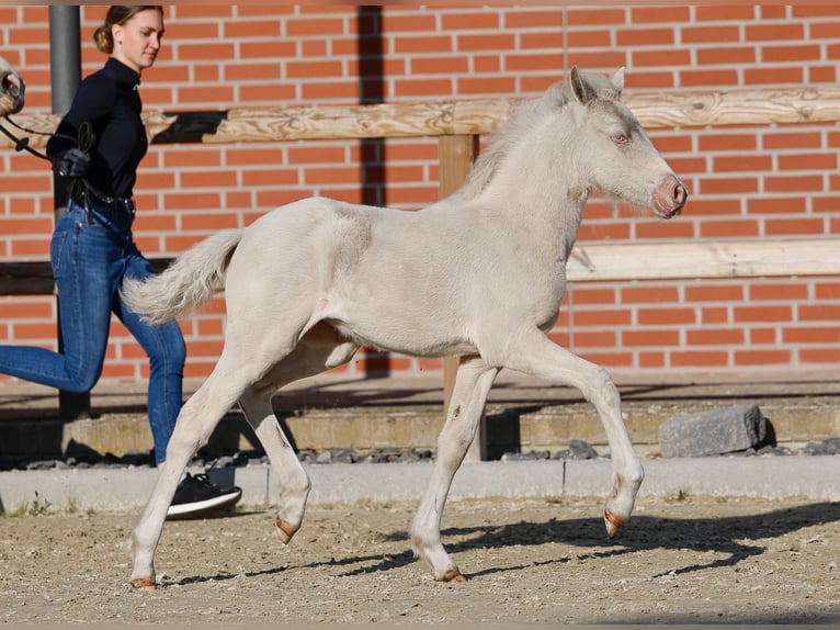 German Riding Pony Mare  Cremello in Schwanewede