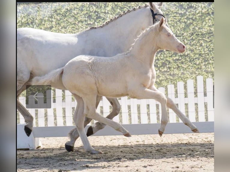 German Riding Pony Mare Foal (02/2025) Cremello in Rehhorst