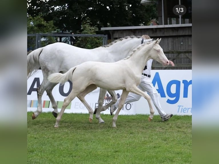 German Riding Pony Mare Foal (02/2025) Cremello in Rehhorst