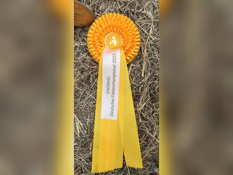 German Riding Pony Mare Foal (02/2025) Cremello in Rehhorst