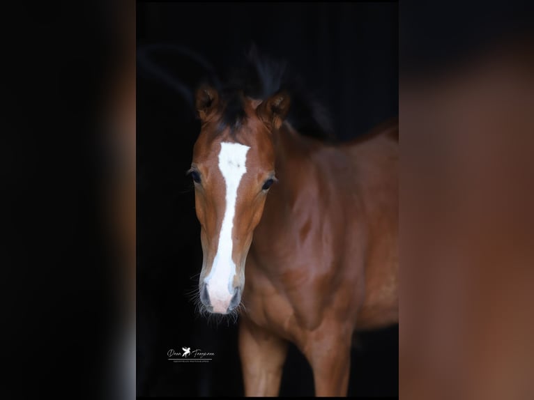 German Riding Pony Mare Foal (04/2025) in Merzen