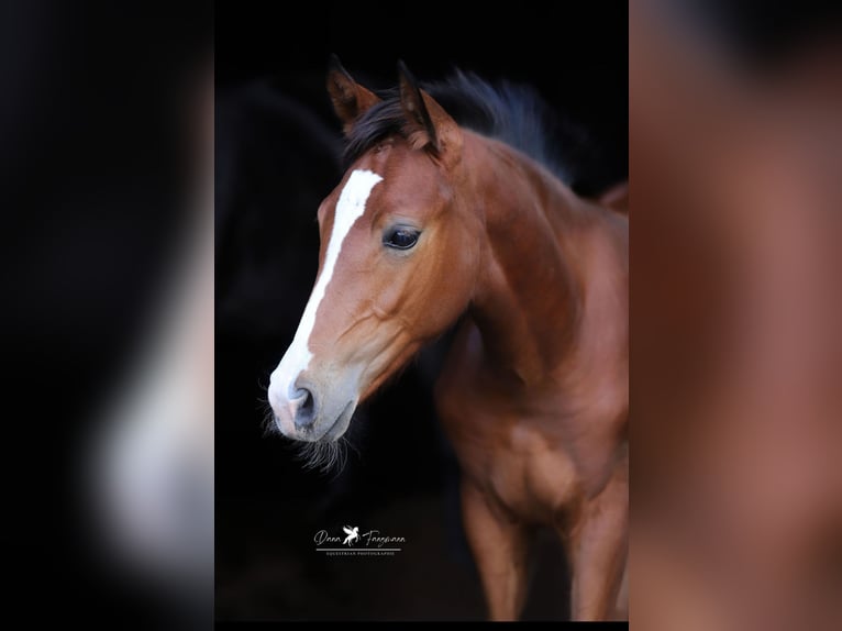 German Riding Pony Mare Foal (04/2025) in Merzen