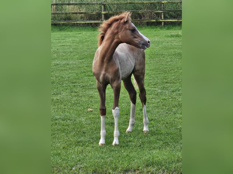 German Riding Pony Mare Foal (04/2025) in Bruchhausen-Vilsen