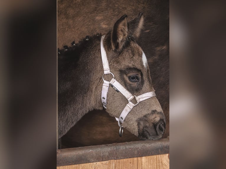 German Riding Pony Mare Foal (03/2026)  in Hiddenhausen
