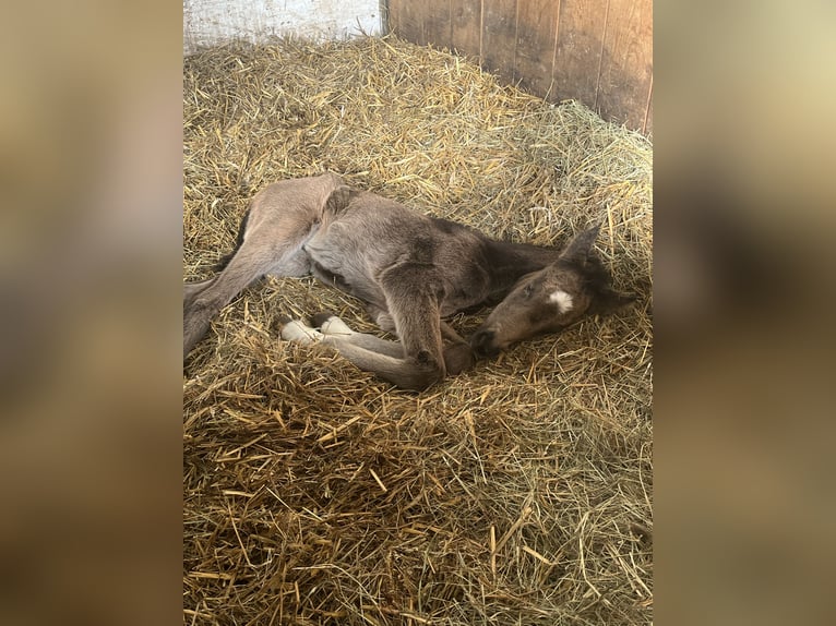 German Riding Pony Mare Foal (03/2026)  in Hiddenhausen