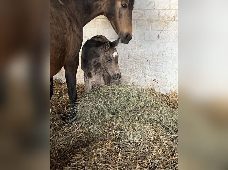 German Riding Pony Mare Foal (03/2026)  in Hiddenhausen