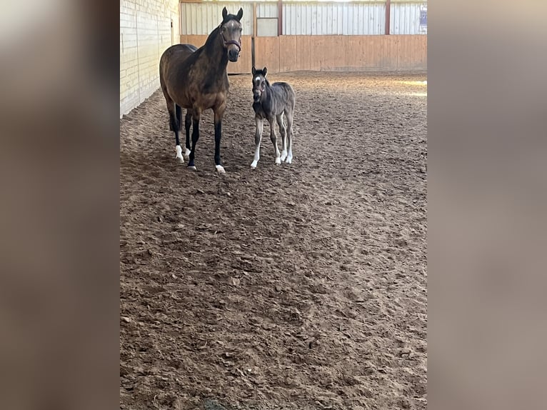 German Riding Pony Mare Foal (03/2026)  in Hiddenhausen
