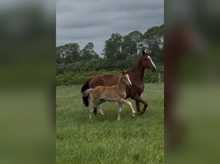 German Riding Pony Mare  in H&#xF6;rsten