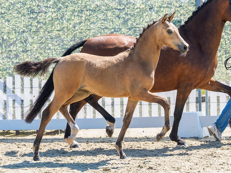 German Riding Pony Mare Foal (03/2026) Dun in Mnster-Handorf