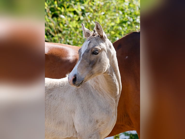 German Riding Pony Mare  Dun in Schuby