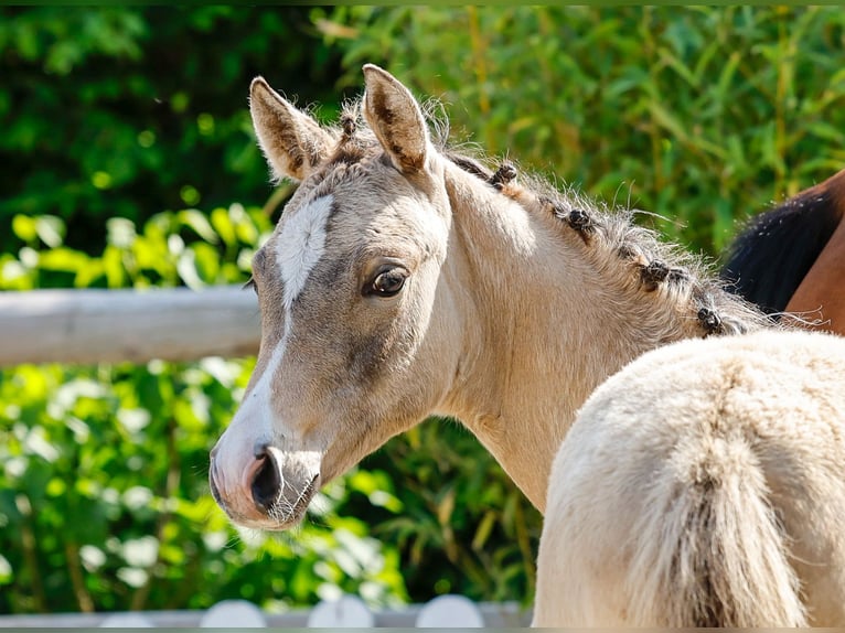 German Riding Pony Mare  Dun in Schuby