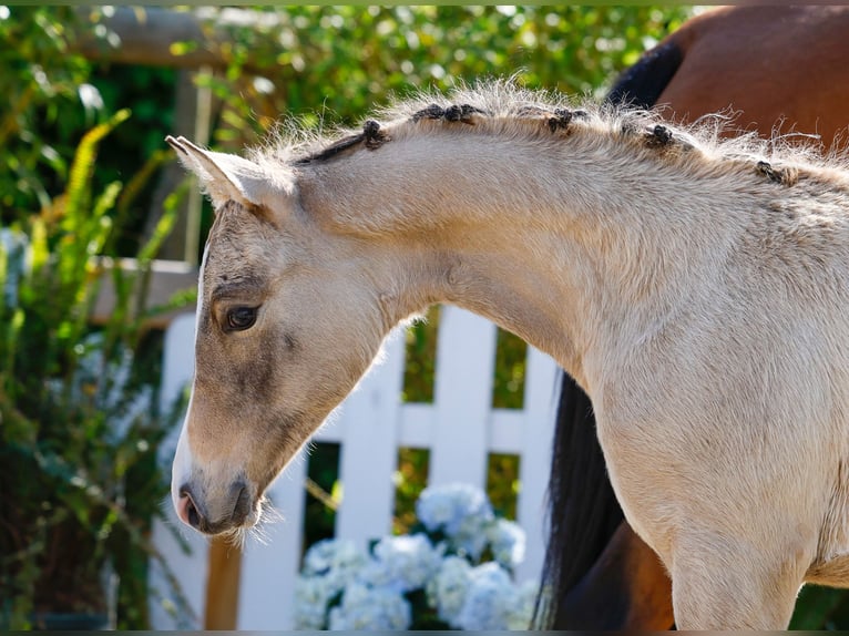 German Riding Pony Mare  Dun in Schuby