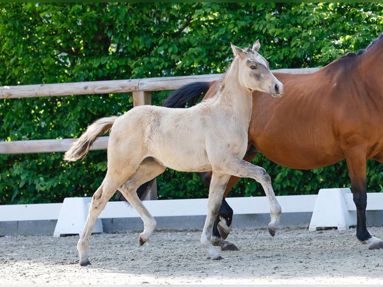 German Riding Pony Mare  Dun in Schuby