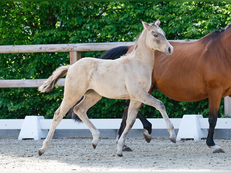 German Riding Pony Mare  Dun in Schuby