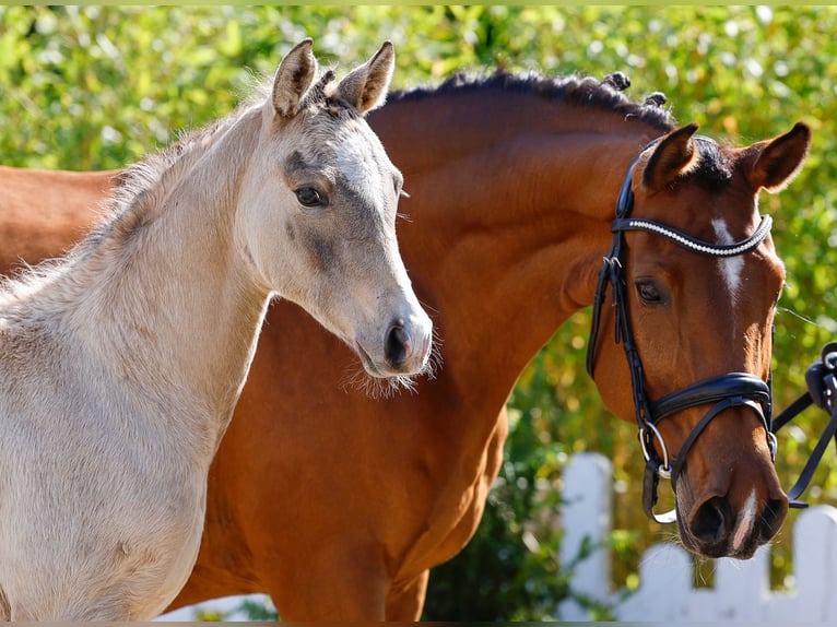 German Riding Pony Mare  Dun in Schuby